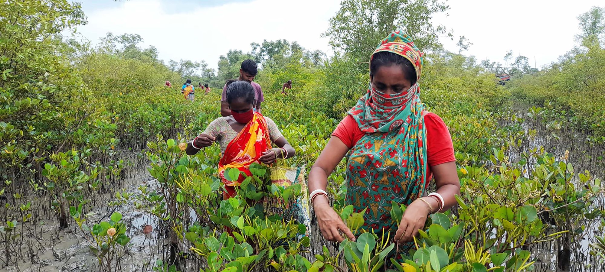 The Green Guardians of Jharkhali: Women of the Sundarbans Combat Climate Change with Mangroves
