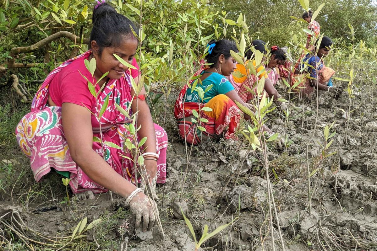 Sundarbans Women Plant Mangroves to Shield Homes from Cyclones