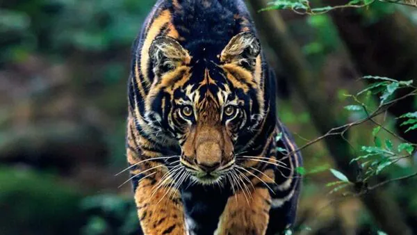 India’s Rare Black Tiger Makes History on National Geographic’s October Cover