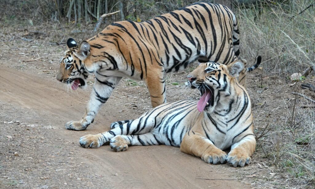Big Cat Crisis: Maharashtra Loses 142 Tigers and 537 Leopards in Just Four Years, RTI Reveals