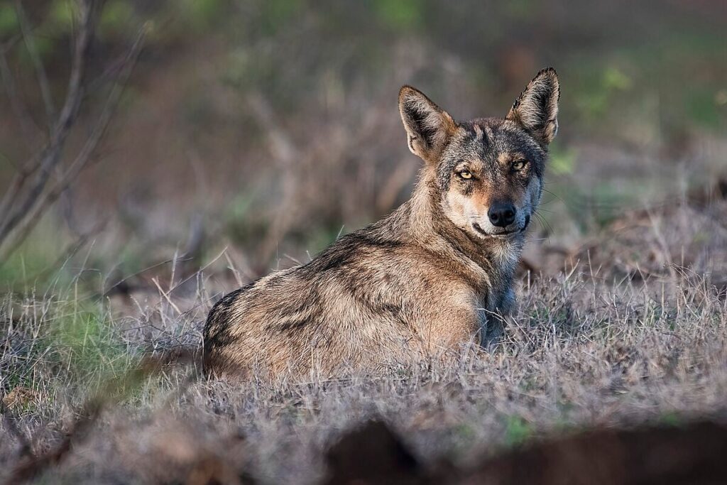 Mahuadanr: Inside India’s First and Only Sanctuary for Indian Wolves